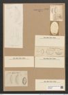 Cystopleura musculus var. constricta (Breb.) V.H. (de-Toni-Nr.: Genus 103, Species 3128) Zeichnungen Sammlung Grunow Nr. 6410 (NHMW-BOT-W0375086)